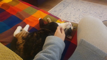 Bit of reassurance for my new rescue cat