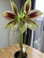Amaryllis
