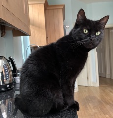 Ring Out, Wild Bells! As 2025 approaches, the Excellent Cats raise their game with a discussion on Tennyson's poetry