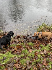 Adolescent Dog Survival Thread - Bark the Herald, furry angels sing!
