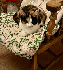 Tinsel, Glitter and Baubles - the Excellent Cats prepare to knock Everything off your Christmas Tree