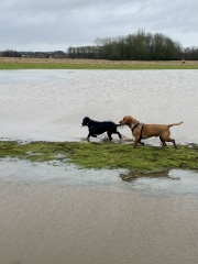 Adolescent Dog Survival Thread - Bark the Herald, furry angels sing!