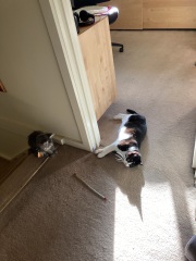 Tinsel, Glitter and Baubles - the Excellent Cats prepare to knock Everything off your Christmas Tree