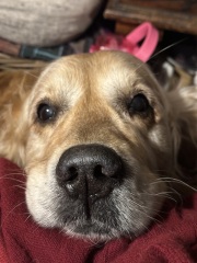 The Nigel Slater Christmas Chronicles Readalong 2024 Part 3