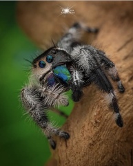 A beautiful, if unusual spider picture (obviously there is photos of said spider in post)