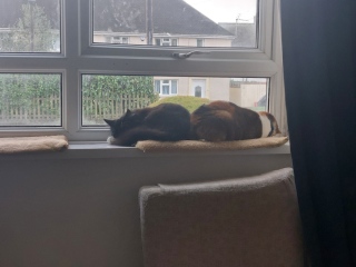 Cage rest