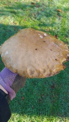 Bluestocking: the one where Boiled gets to the bar first!