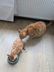 Tinsel, Glitter and Baubles - the Excellent Cats prepare to knock Everything off your Christmas Tree