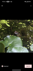 How would. I build a small wildlife pond in my garden?