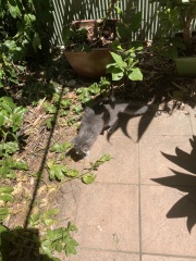 Enter Cat Four