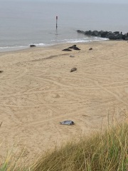 The Great Cancer Recovery part 3