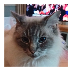 Tinsel, Glitter and Baubles - the Excellent Cats prepare to knock Everything off your Christmas Tree