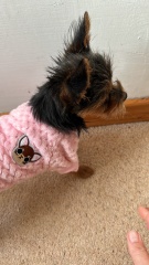 AIBU to wonder why so many dogs wear coats these days?