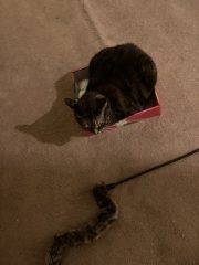 Ring Out, Wild Bells! As 2025 approaches, the Excellent Cats raise their game with a discussion on Tennyson's poetry