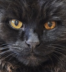 Ring Out, Wild Bells! As 2025 approaches, the Excellent Cats raise their game with a discussion on Tennyson's poetry