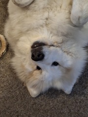 Adolescent Dog Survival Thread - Bark the Herald, furry angels sing!