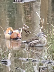 Ring Out, Wild Bells! As 2025 approaches, the Excellent Cats raise their game with a discussion on Tennyson's poetry