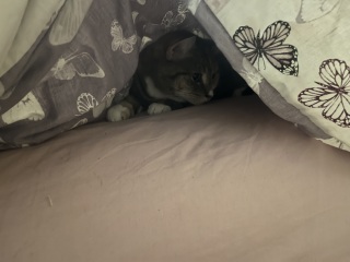 What perfectly ordinary places have you found your cat?