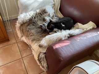 Ring Out, Wild Bells! As 2025 approaches, the Excellent Cats raise their game with a discussion on Tennyson's poetry