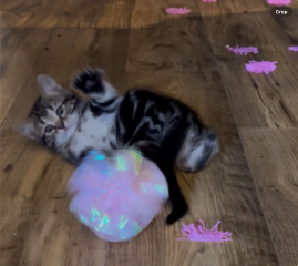 Name for my second kitten