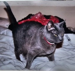 Tinsel, Glitter and Baubles - the Excellent Cats prepare to knock Everything off your Christmas Tree