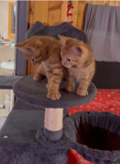 Name for my second kitten