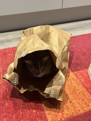 Tinsel, Glitter and Baubles - the Excellent Cats prepare to knock Everything off your Christmas Tree