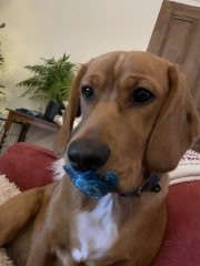 Adolescent Dog Survival Thread - Bark the Herald, furry angels sing!