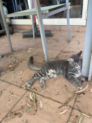 Tinsel, Glitter and Baubles - the Excellent Cats prepare to knock Everything off your Christmas Tree