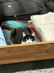 What perfectly ordinary places have you found your cat?