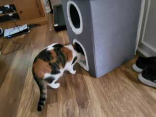 Tinsel, Glitter and Baubles - the Excellent Cats prepare to knock Everything off your Christmas Tree