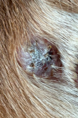 Dog growth / lump