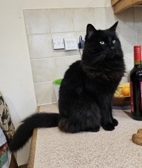 Tinsel, Glitter and Baubles - the Excellent Cats prepare to knock Everything off your Christmas Tree