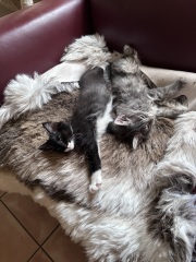 Kitten’s coat has very unusual traits