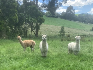 The Great Cancer Recovery part 3