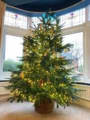 Show us your Christmas trees