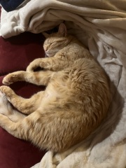 To let my Ragdoll outside?