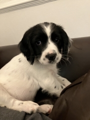 Puppy Survival Thread for New and Old Pups - here comes winter 2024