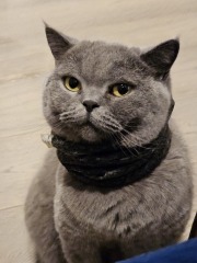 Tinsel, Glitter and Baubles - the Excellent Cats prepare to knock Everything off your Christmas Tree