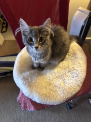 Ring Out, Wild Bells! As 2025 approaches, the Excellent Cats raise their game with a discussion on Tennyson's poetry