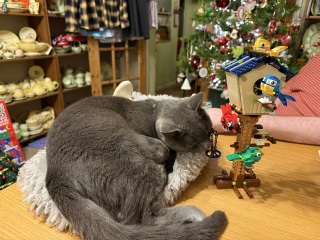 Tinsel, Glitter and Baubles - the Excellent Cats prepare to knock Everything off your Christmas Tree