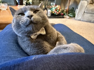 Tinsel, Glitter and Baubles - the Excellent Cats prepare to knock Everything off your Christmas Tree