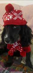 AIBU to wonder why so many dogs wear coats these days?
