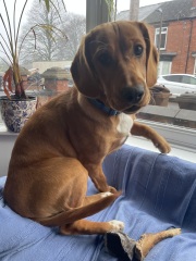 Adolescent Dog Survival Thread - Bark the Herald, furry angels sing!