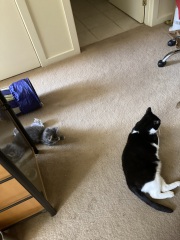 Enter Cat Four