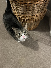 Thread 13 Starmer - facts are for lefties