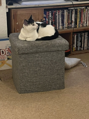 Tinsel, Glitter and Baubles - the Excellent Cats prepare to knock Everything off your Christmas Tree