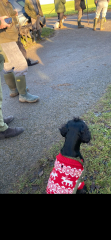 AIBU to wonder why so many dogs wear coats these days?