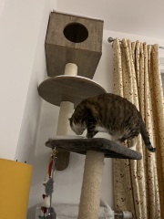 Ring Out, Wild Bells! As 2025 approaches, the Excellent Cats raise their game with a discussion on Tennyson's poetry