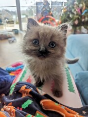 Ring Out, Wild Bells! As 2025 approaches, the Excellent Cats raise their game with a discussion on Tennyson's poetry